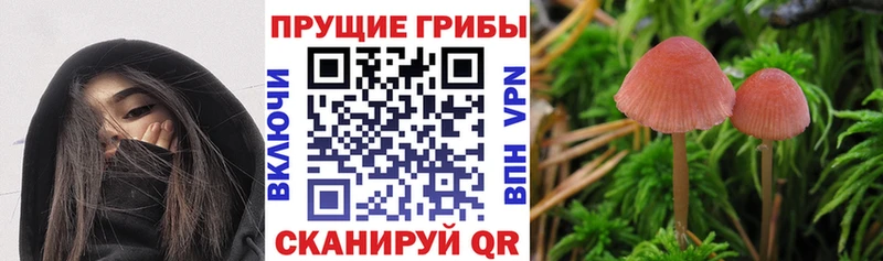 Галлюциногенные грибы Magic Shrooms  купить   Люберцы 